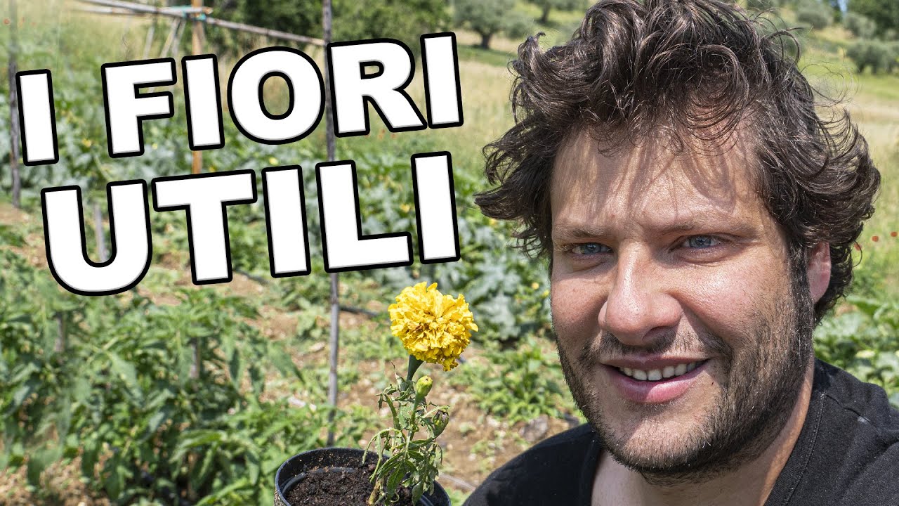 Tagete e Calendula i fiori amici dell' orto