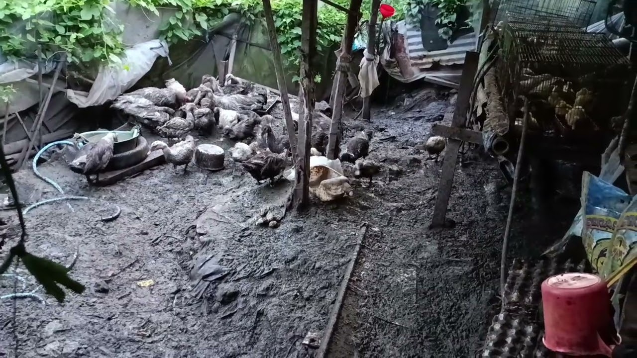 Daun talas yang dipermentasi dengan ekoemzim menjadi makanan kesenangan entok duck farming organik