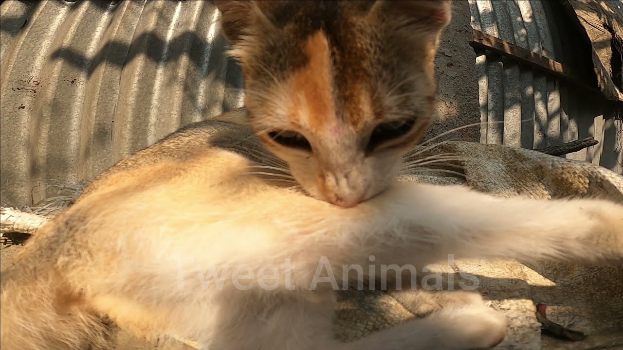 Best Cat Meeting time and Preparation before the meeting Cat meet ma'ting Rules 2022