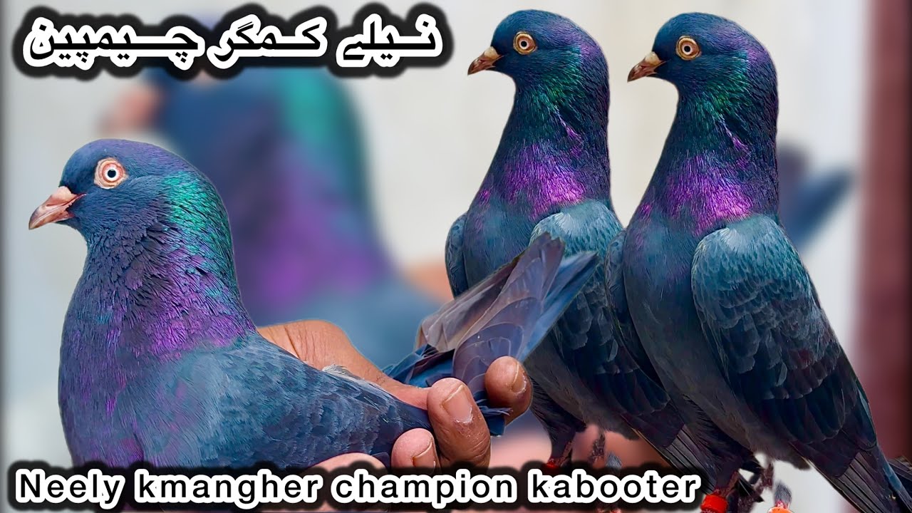 Champion jodon walay kabooteron ka shauk + neely kmangher + golden + lal pari + asil taveer walay