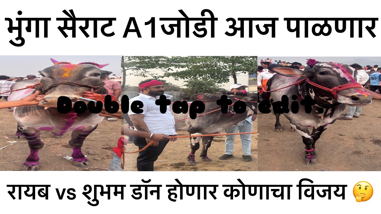 भुंगा सैराट A1 जोडी 🔥 आज पलणार 