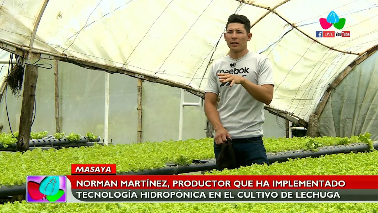 Norman Martínez, productor que ha implementado tecnología hidropónica en el cultivo de lechuga