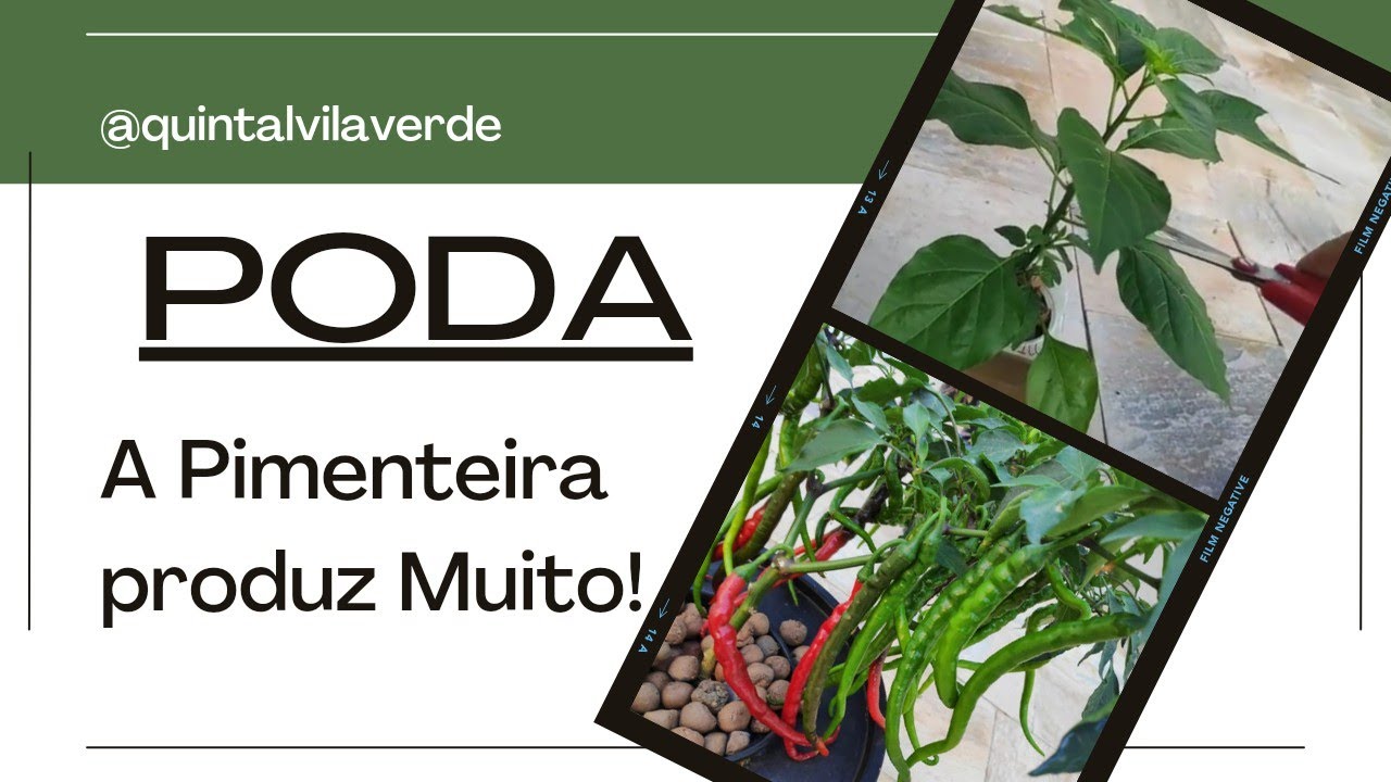 Quer Podar sua Pimenteira pra produzir mais?  Saiba como e quando. Papo de Jardinagem Episódio 02