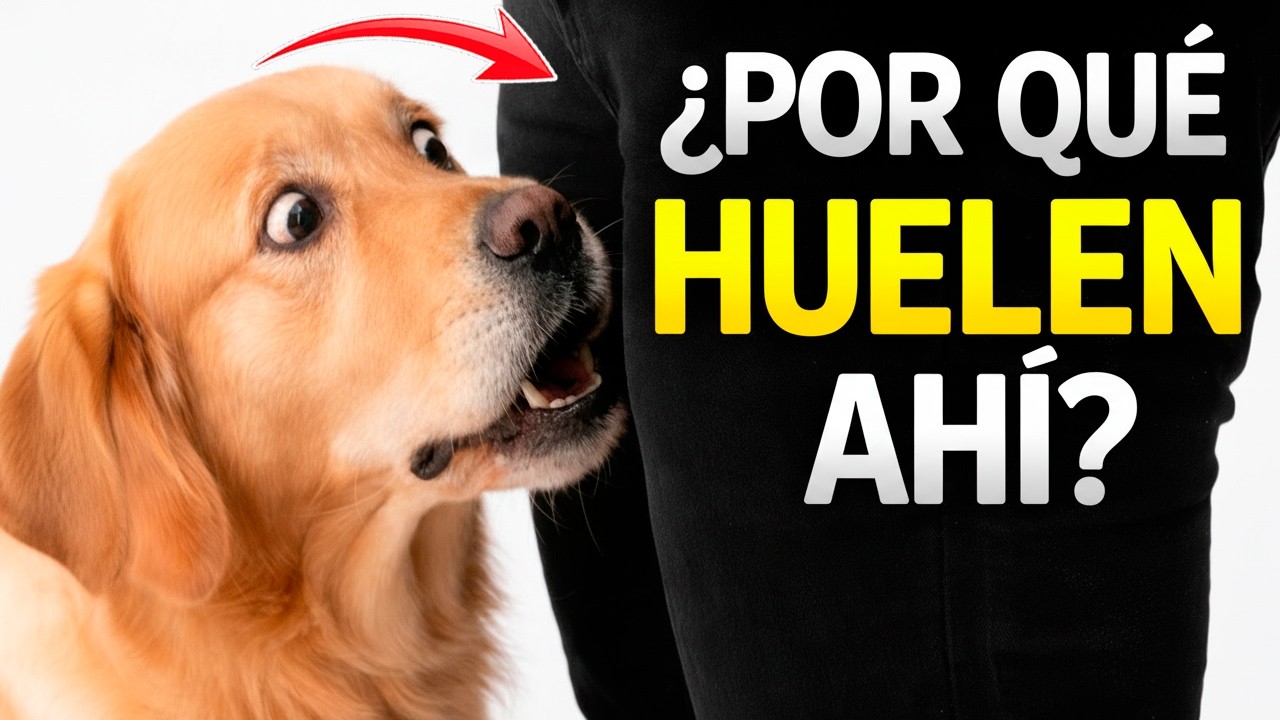 Si tu Perro HUELE AHÍ DEBAJO, ESTO te dejará HELADO