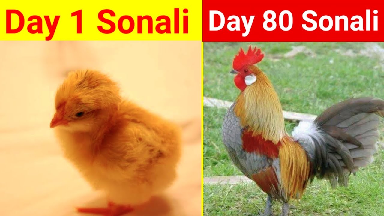 Day1 to Day 80 Sonali Murgi day to day growth(Desi sonali poultary farming)