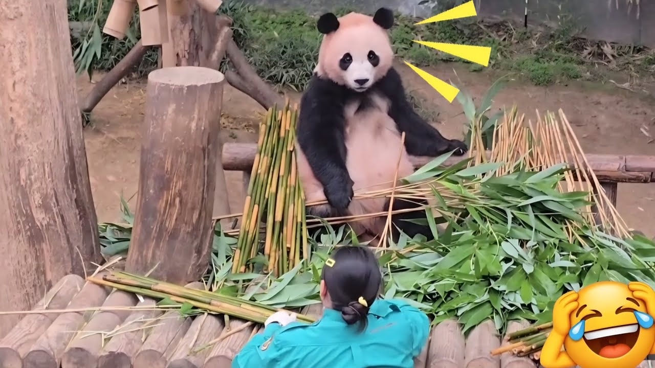 판다월드 9월 2일 후이 많이 말라보여요 