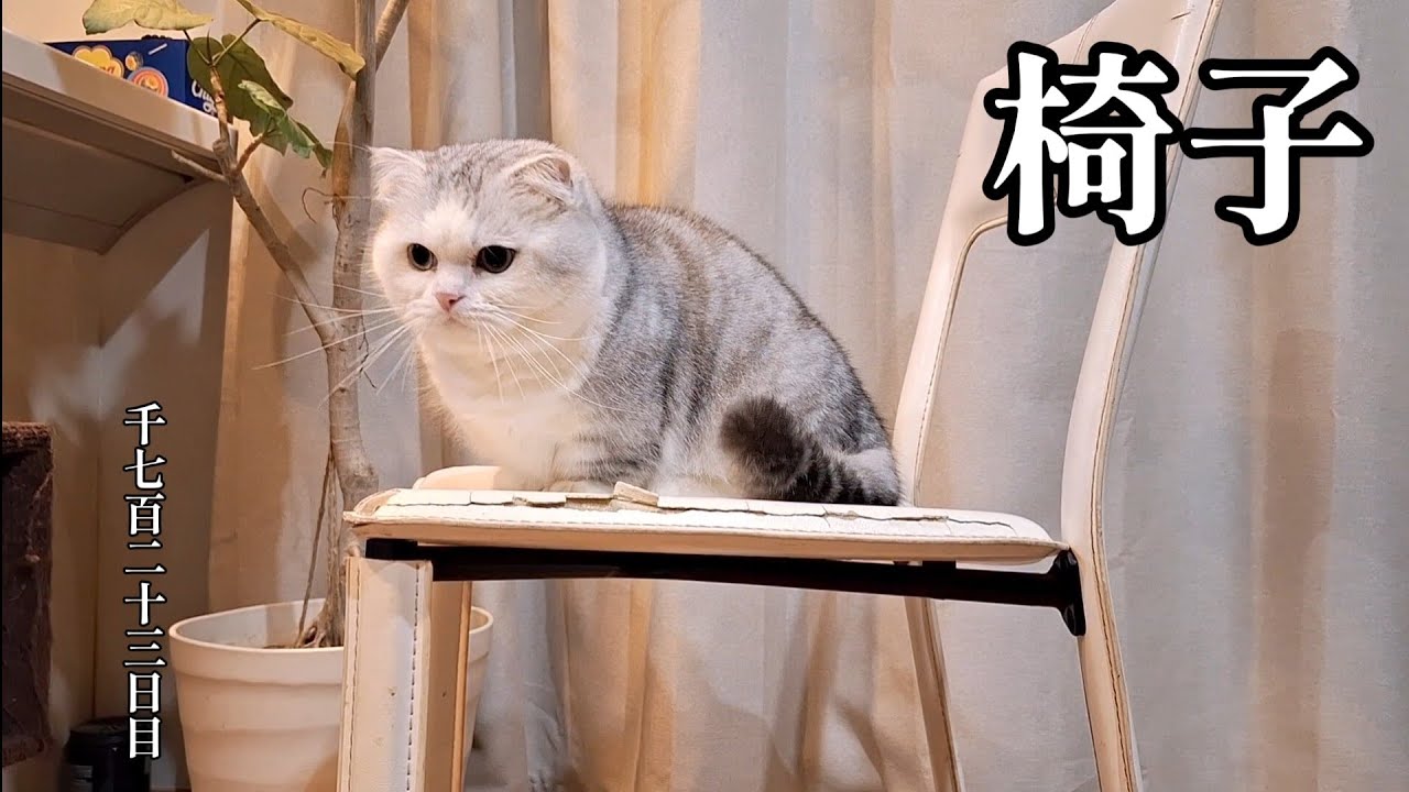 椅子　こねこ成長日記　千七百二十三日目