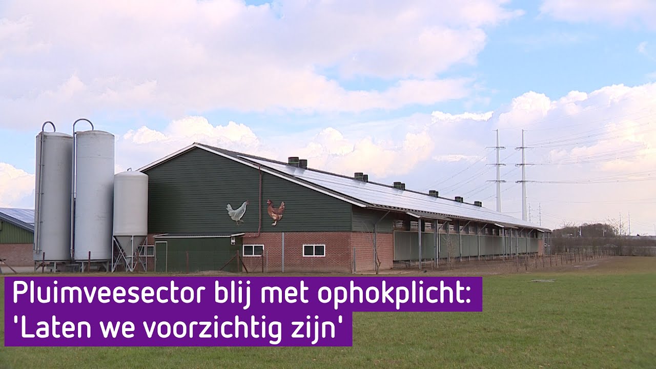 Pluimveehouder Wijnand over ophokplicht: 'Je kunt niet voorzichtig genoeg zijn'