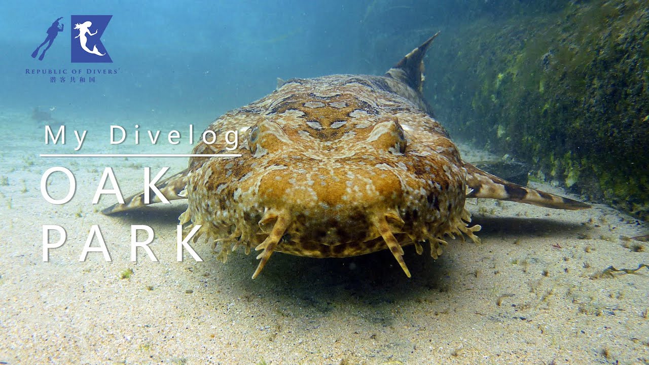 My Divelog - Oak Park - Sydney Diving
