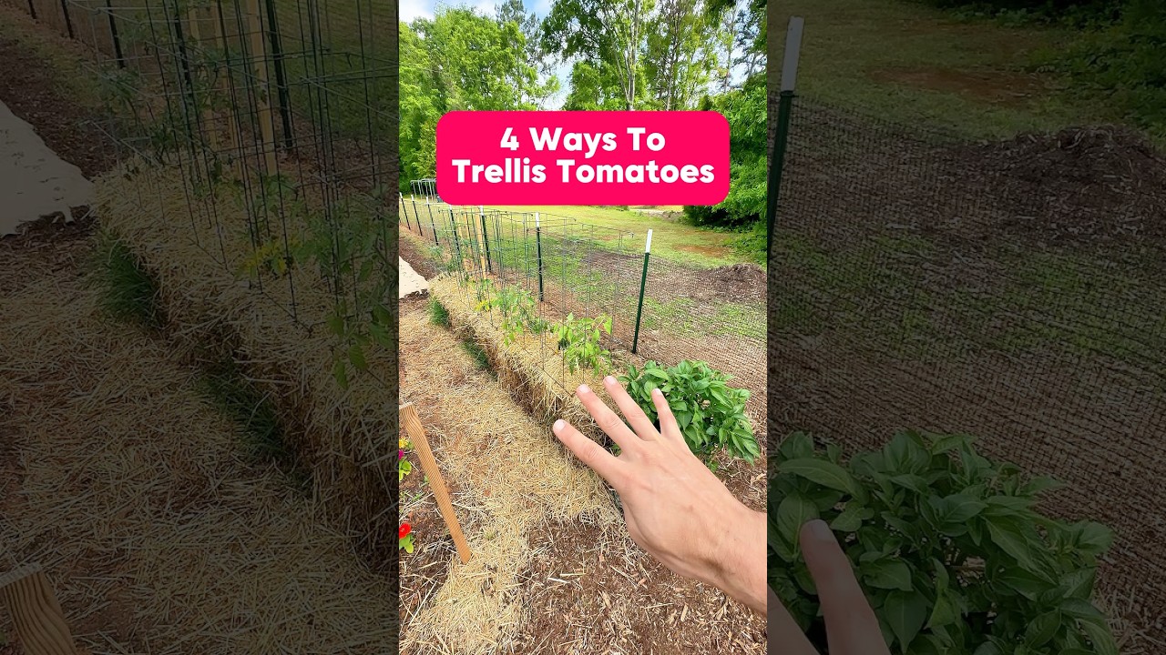 4 Ways to Trellis Tomatoes #shorts #garden #gardening #growyourownfood #tomatoes #grow