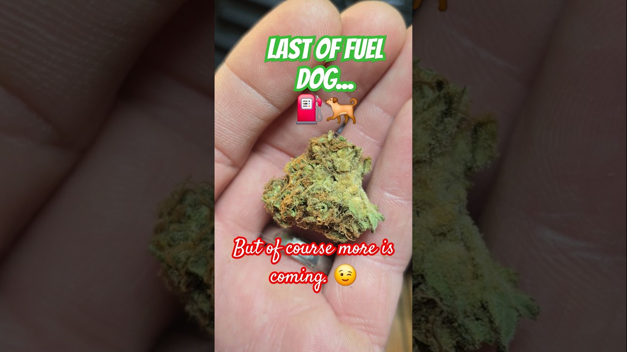 Great Strain! #shorts #cannabisdaily #cannacommunity #420blazeit #420 #utubeshorts