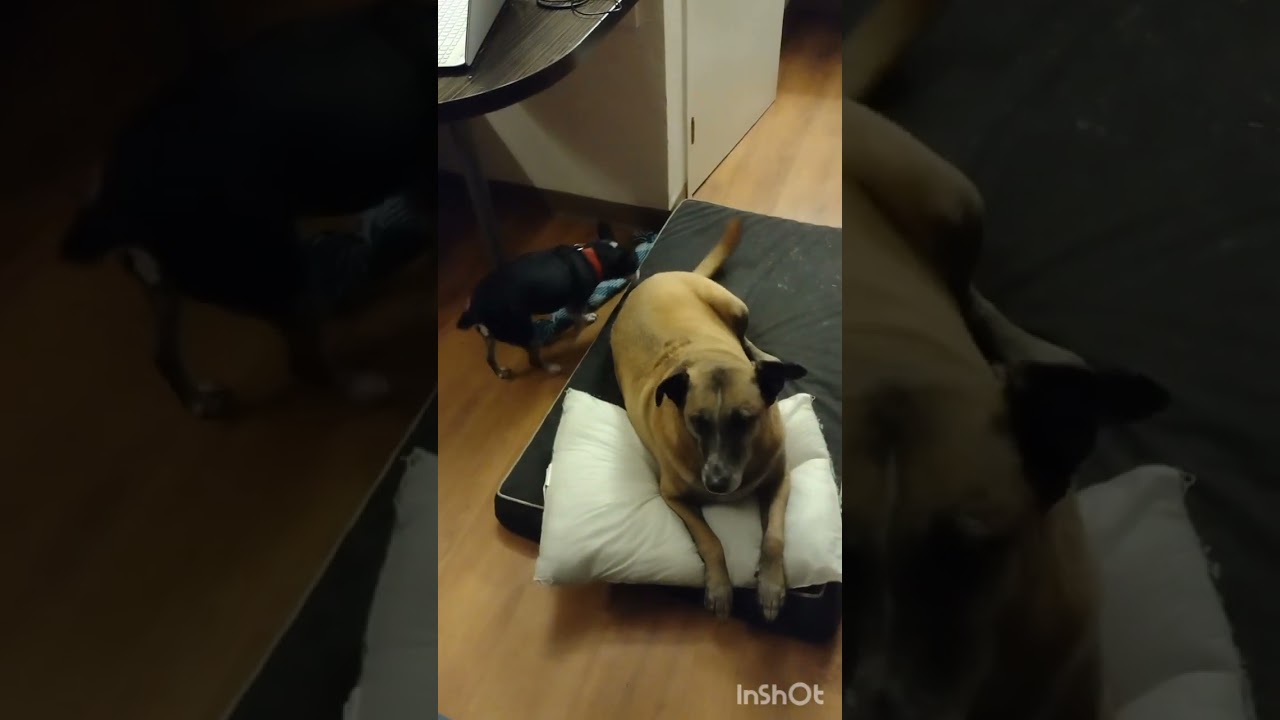 Pancha is home #dog #dogs #doghealth #dogsofinstagram 