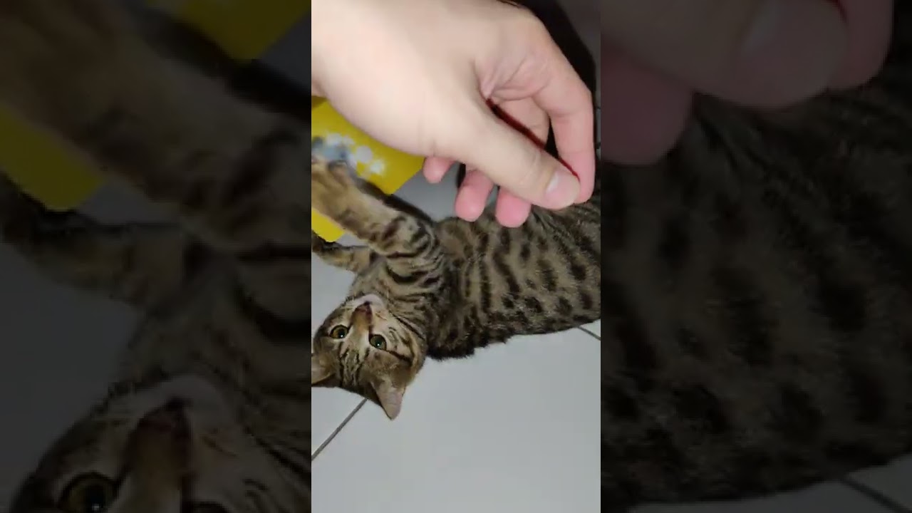 jarbie