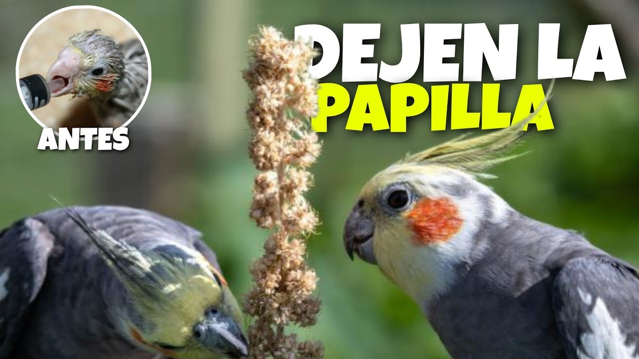 Que Hacer para que un pájaro pequeño empiece a comer semillas | Animal Tropic