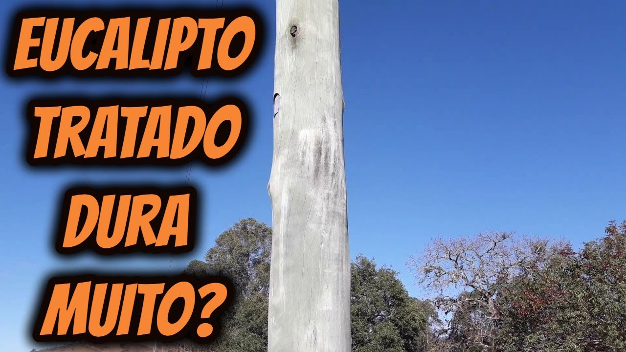 Quantos anos dura um Mour&atilde;o de eucalipto tratado? qual a durabilidade da madeira que fica no tempo?