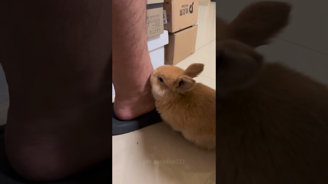 Some Adorable Rabbits #amazing #bunny #rabbit #pets #animals #shorts #usa