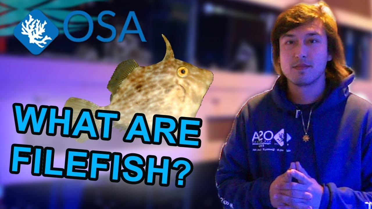 What is a Filefish | What is a Fish with Taras