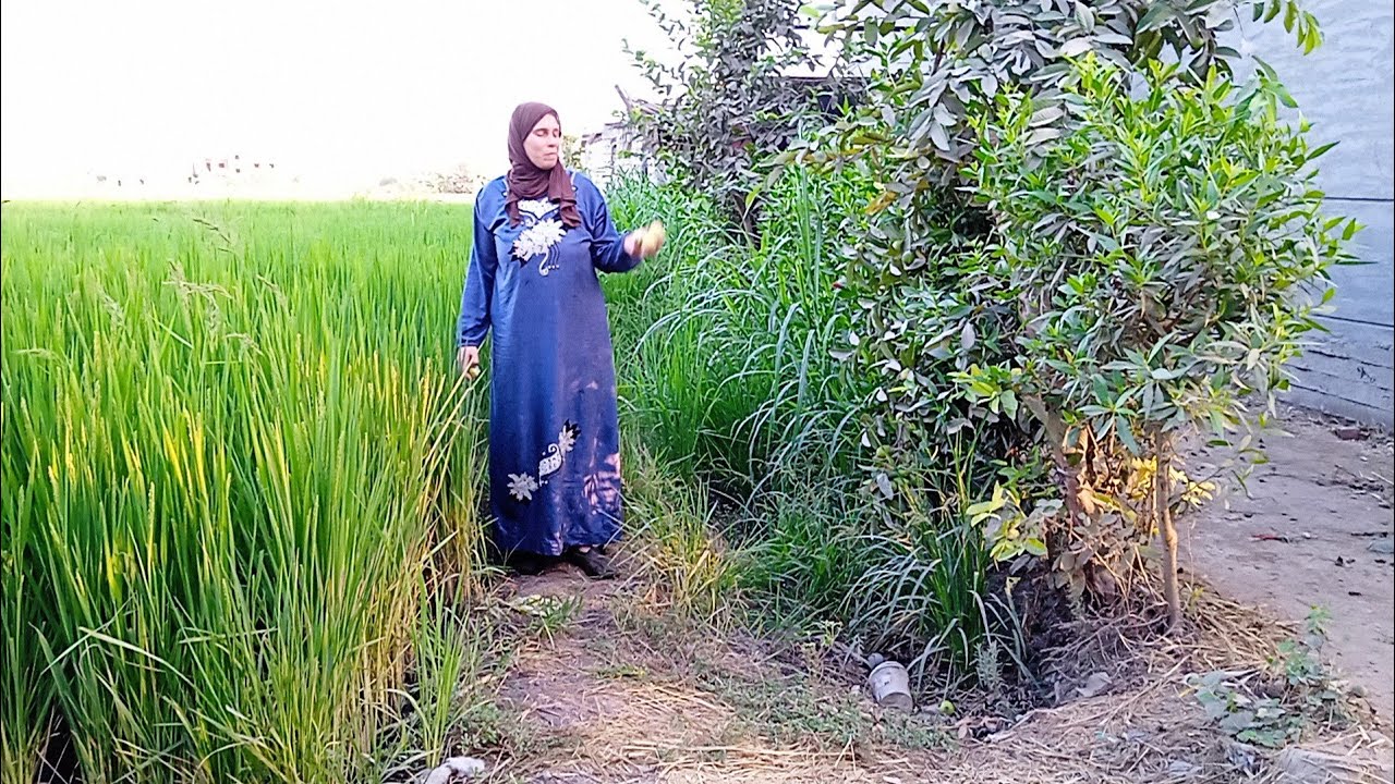 روتين كامل عند المواشى والطيور هحلب واكنس وارضع العجول وهجمع الجوافيا🍐