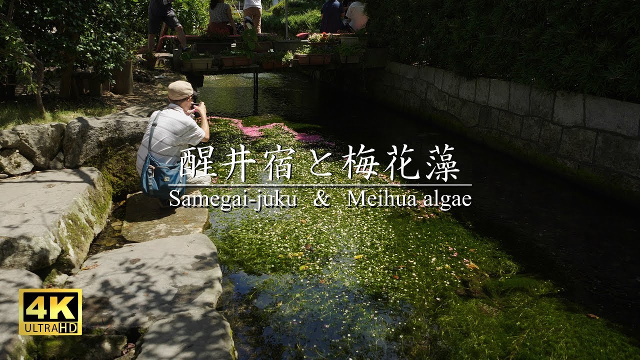 【宿場町】醒井宿と梅花藻 滋賀県-Samegai-juku & Meihua algae : Shiga Prefecture,Japan