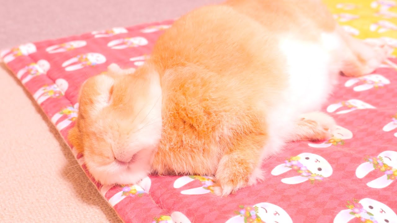 飼い主と一緒に起きてたけど、お布団に転がったら秒で眠ってしまったムギに癒された【No.1693】