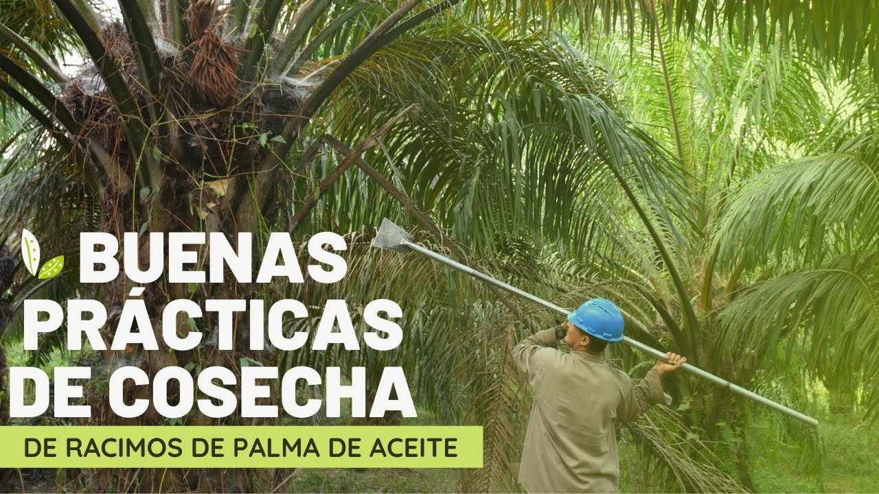Buenas Prácticas de Cosecha de Racimos de Palma de Aceite