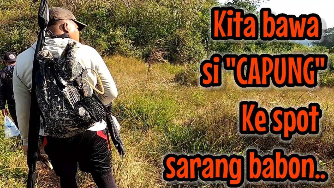 KITA CARIKAN LAWAN YANG SEPADAN UNTUK SI CAPUNG DI SPOT SARANG BABON BABON