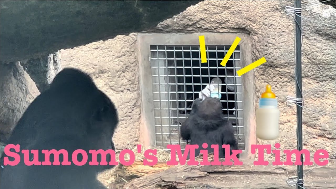 🍼👀🦍Baby gorilla finally got milk^ ^スモモちゃんのミルクを飲む姿が可愛い〜😍