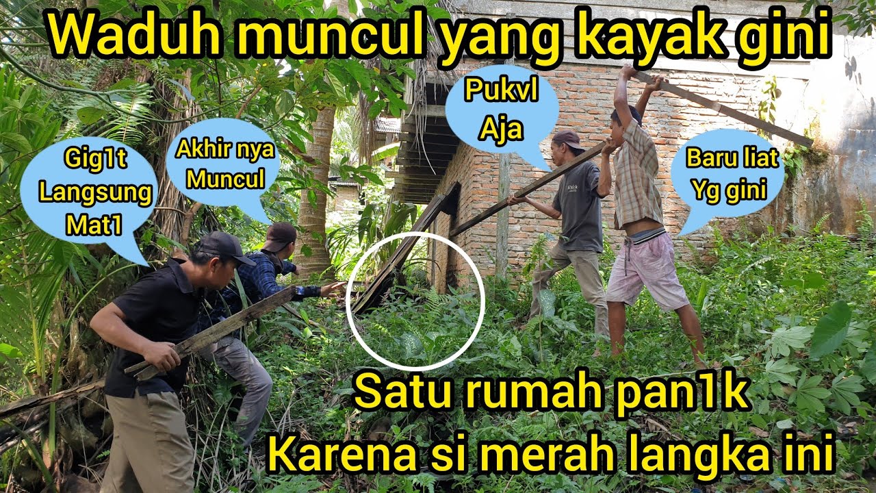PENANGKAP4N ULAR BESAR MERAH LANGKA PANJANG MENGEJUTK4N SATU RUMAH INI PAR4H