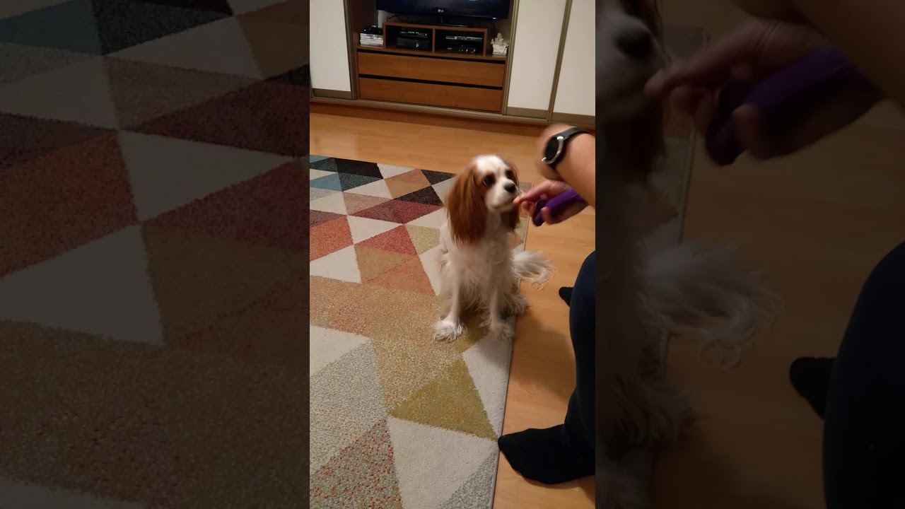 Cavalier King Charles Spaniel - sztuczki