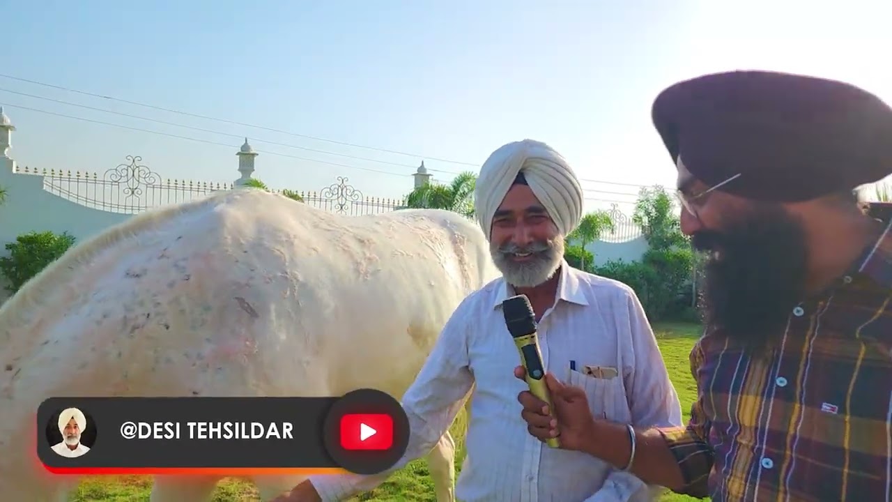Tehsildar Stud Farm Ferozepur | Desi Tehsildar