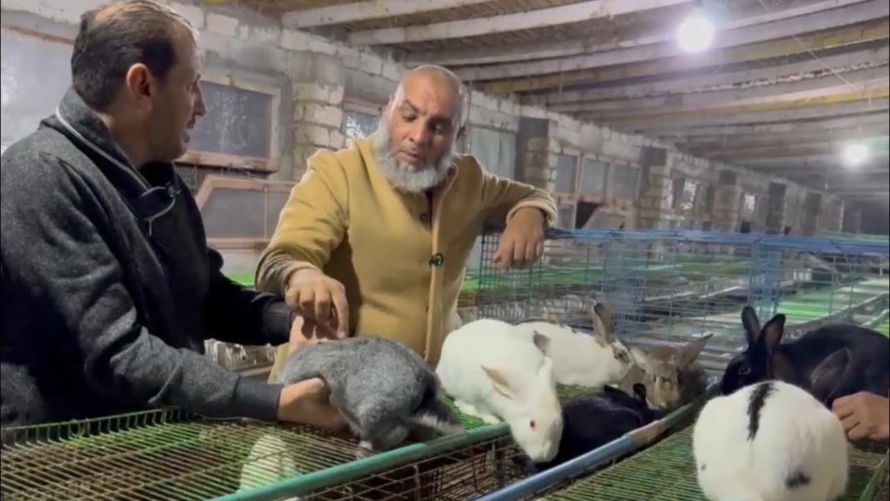 ‏ارانب الخير ‏الأرنبه العشار باظت و معدتش نافعة بسبب الذكر￼ وهل الخلفه هتموت ￼
