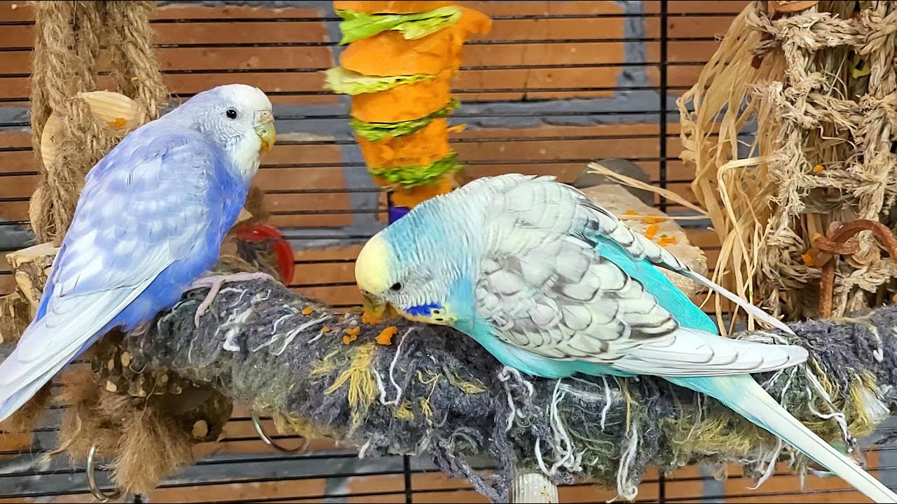7 hours of budgie parakeet sounds for relaxation