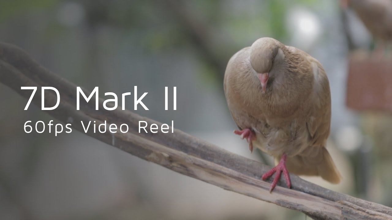 7D Mark II 60fps Video Reel