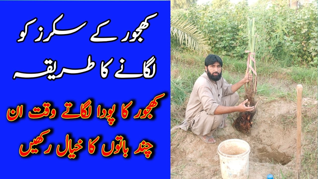 𝐇𝐨𝐰 𝐭𝐨 𝐠𝐫𝐨𝐰 𝐝𝐚𝐭𝐞𝐬 𝐩𝐚𝐥𝐦 𝐬𝐮𝐜𝐤𝐞𝐫𝐬 | کھجور کے سکرز کو کیسے لگائیں ؟ | Agri Aid