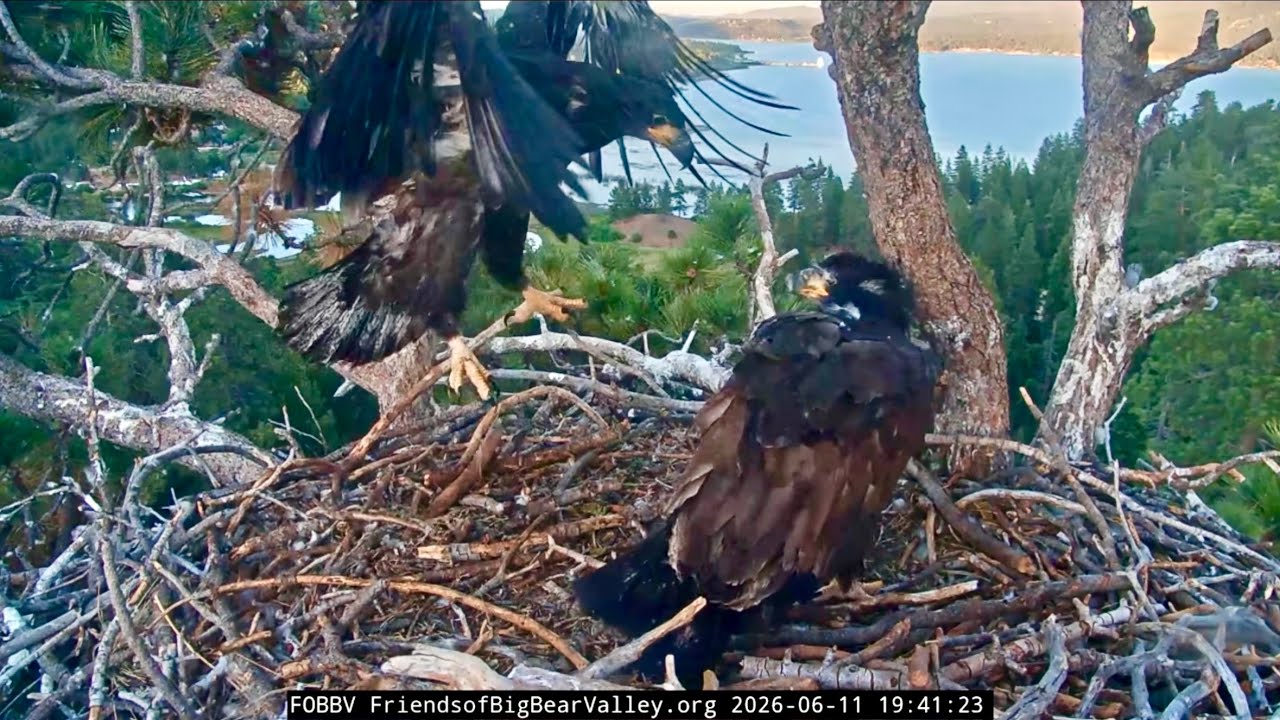FOBBVCAM Eagles 🦅 Luna Gets Big Lift🎠 Fledge Fever Nears 👀 2026 Jun 11