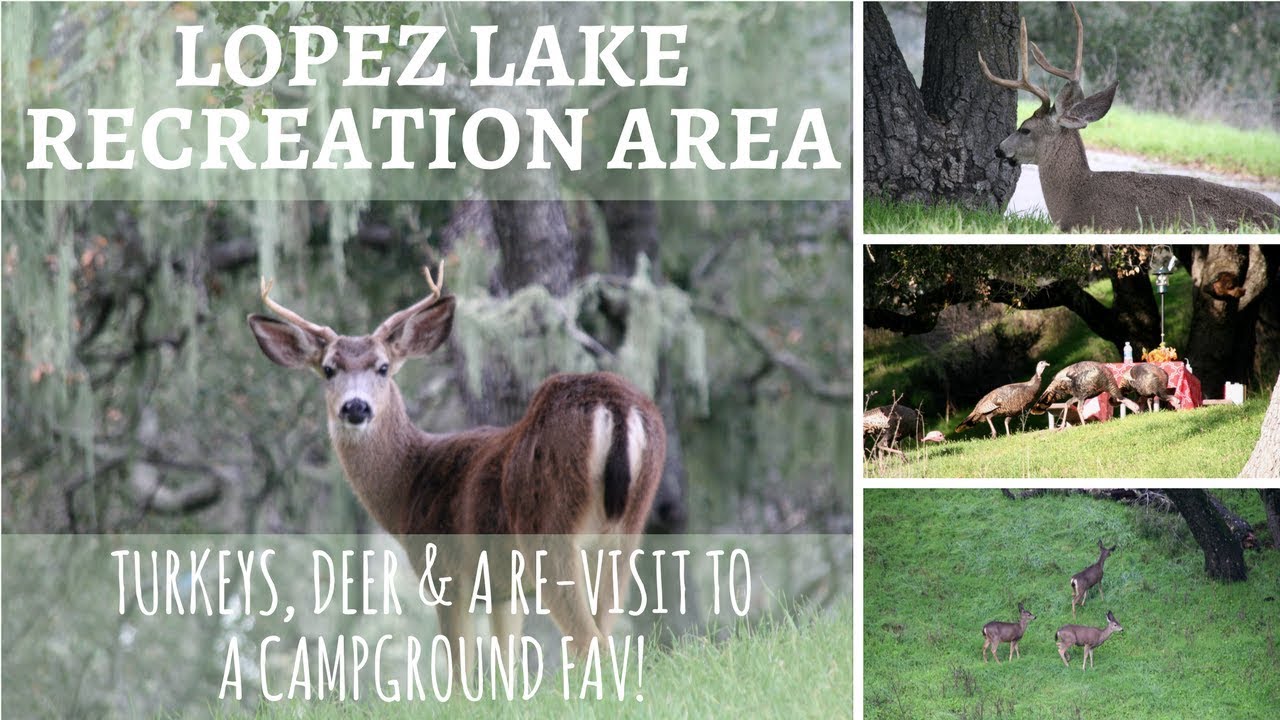 Lopez Lake Recreation Area / Turkeys, Deer & A Re-Visit to A Campground Fav!