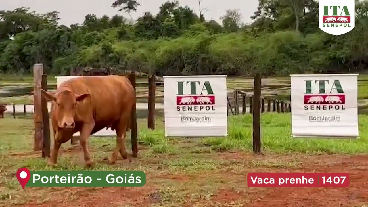 Projeto Catira: VACA PRENHE 1407
