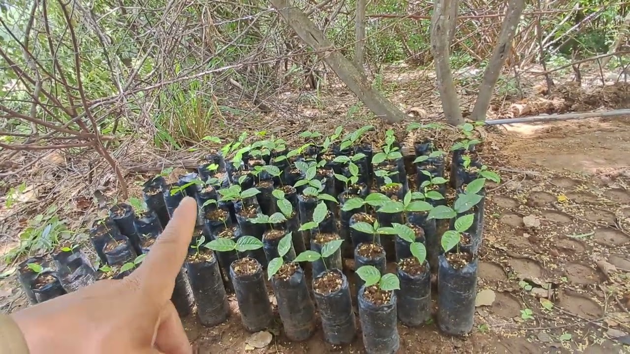 Atualização das nossas mudas de mogno Africano.  Vamos juntos plantar um futuro melhor. 