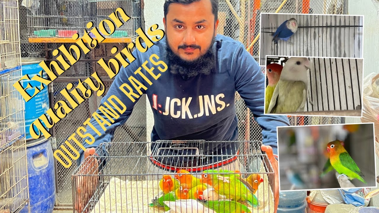 Birds k rates ny tabahi macha di es quality ka maal or itny km daam jo kaheen na mily | Shaikh Birds