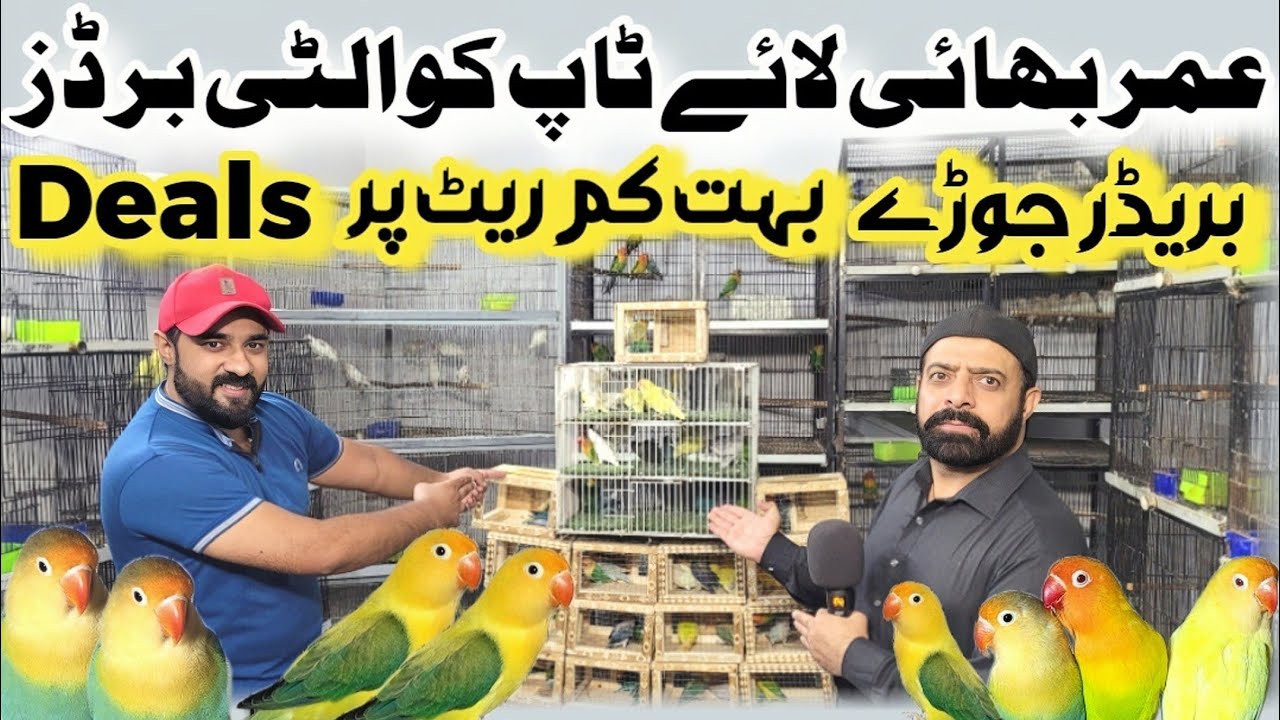 Umar bhai ka setup | pale fallow love birds