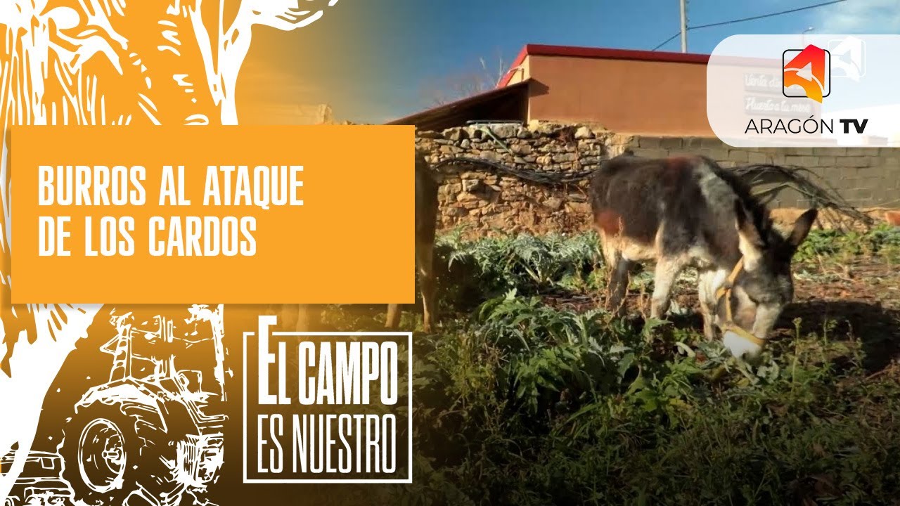 Burros al ataque de los cardos