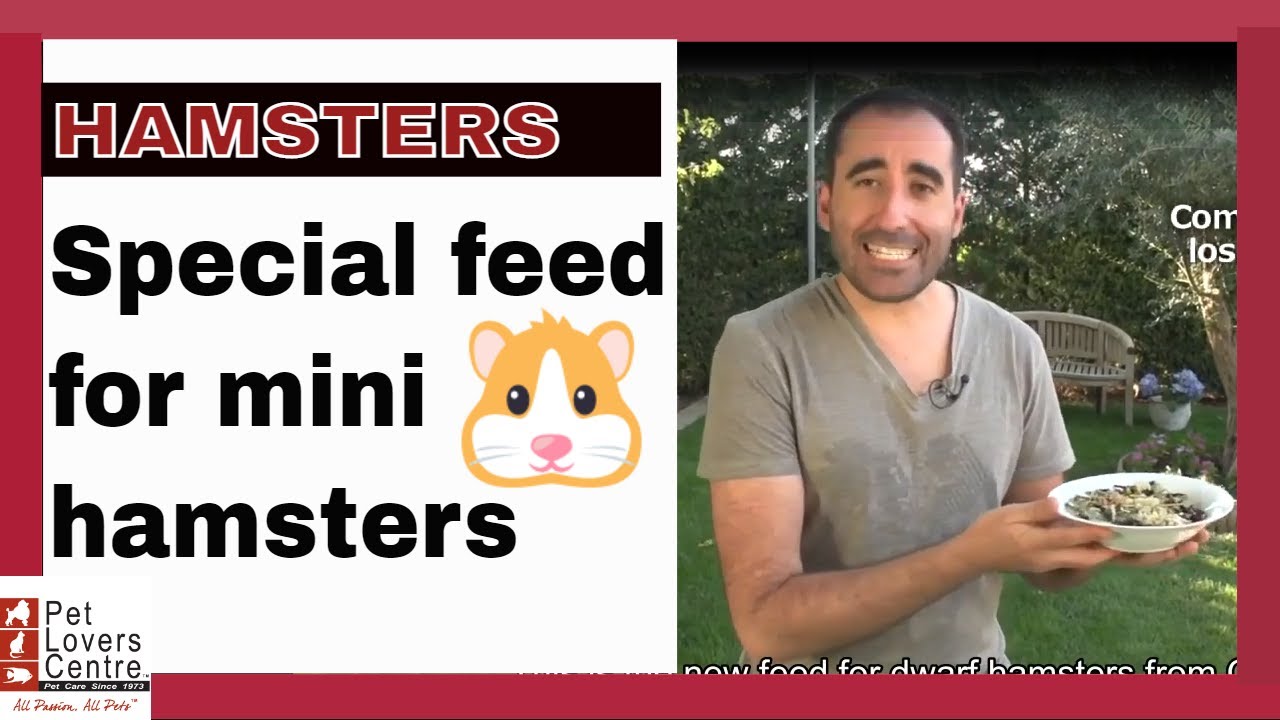 HAMSTERS Special feed for mini hamsters