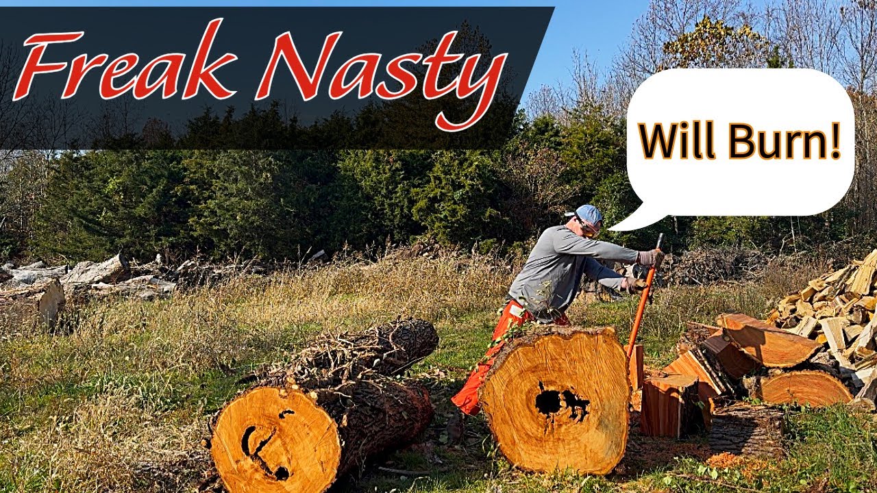 Какое животное живет внутри этого вишневого бревна?