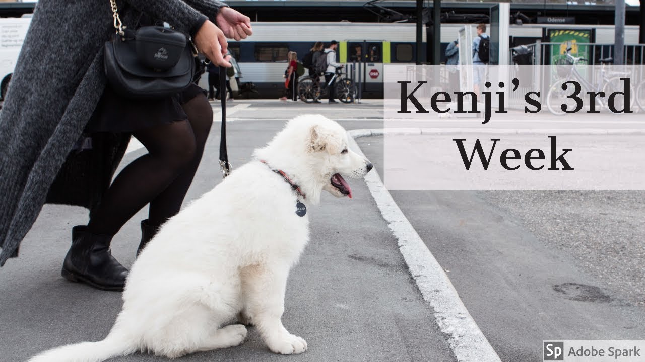 Puppy's Third Week | Dog Socialization | White Swiss Shepherd | 10 weeks old
