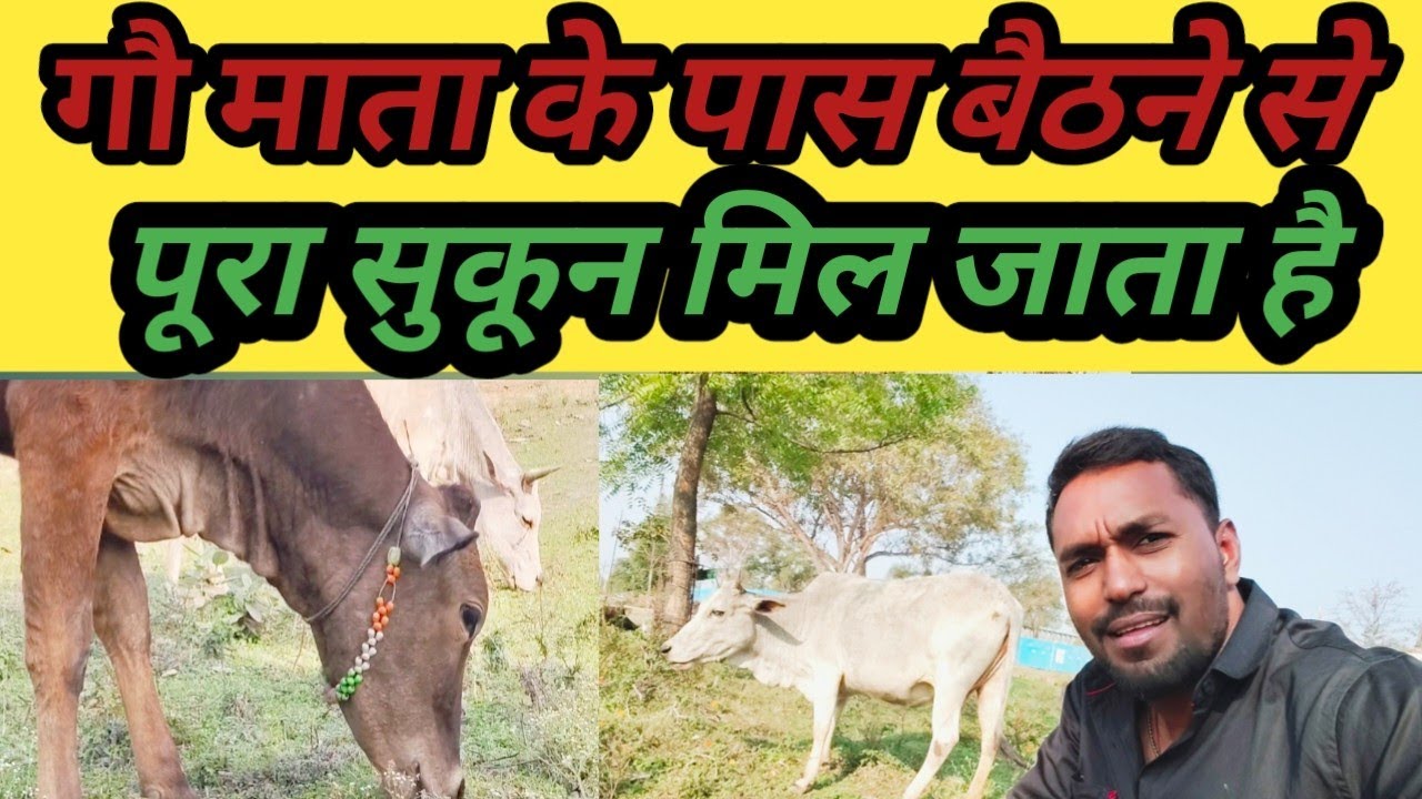 बहुत सुकून मिलता है गौ माता पास जाकर ।। जय गौमाता 🐄 ll #cow #share #best 