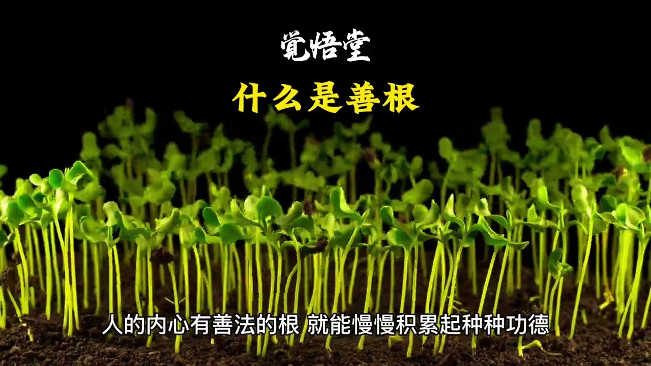 什么是善根