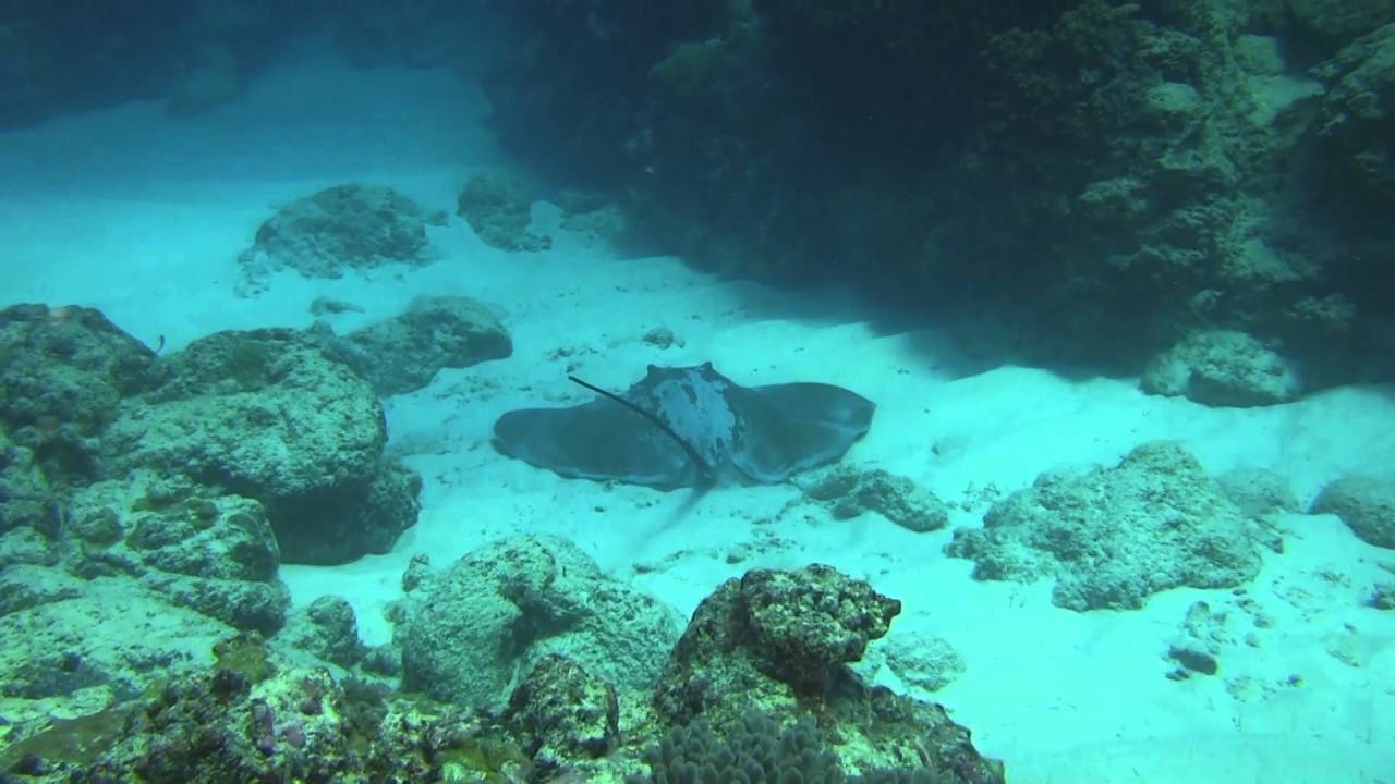 Stingrays   The Electric Hunter