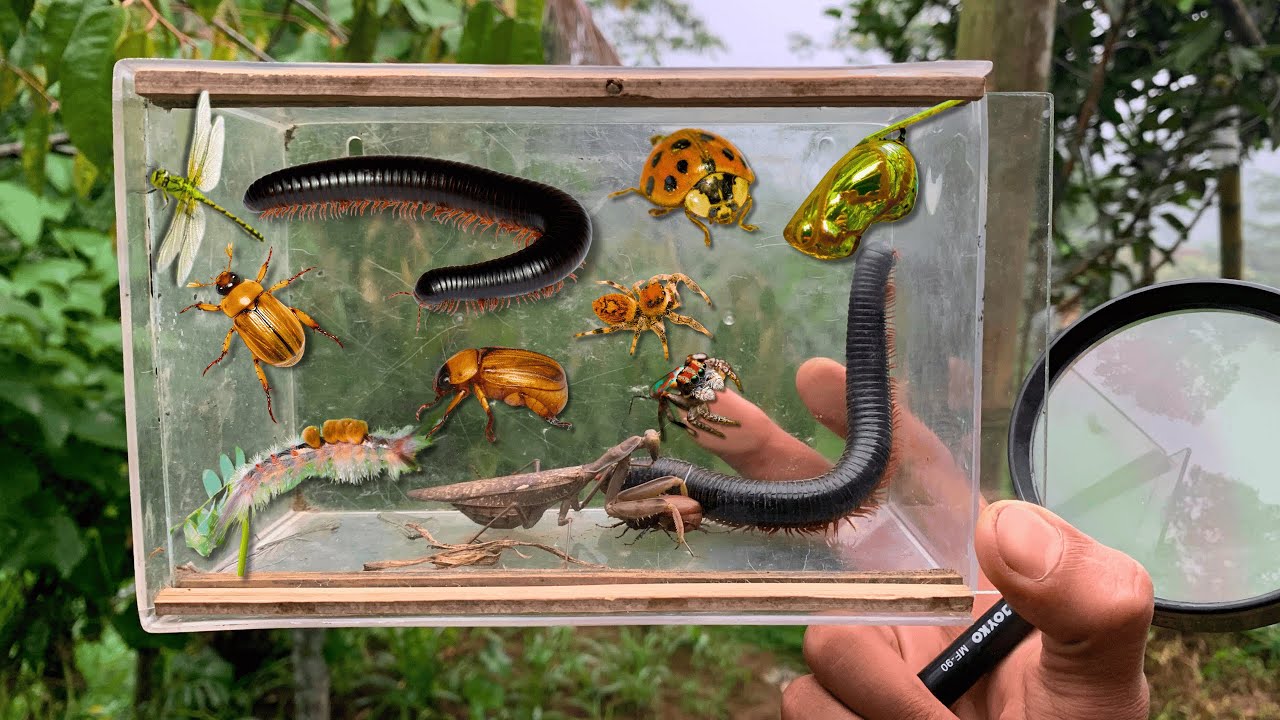 Epic Bug Hunt for Kids! Finding Gold Larvae, Jumping Spiders & Giant Millipedes!