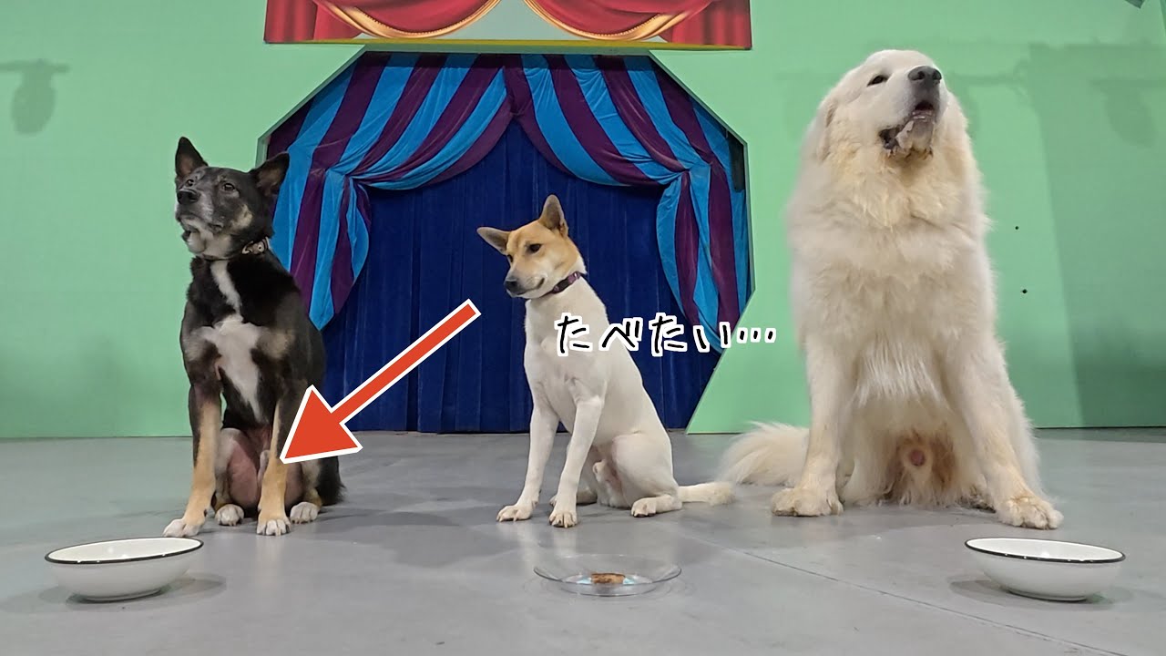 プロが育てた元野犬は高級肉を我慢して「待て」できるのか？