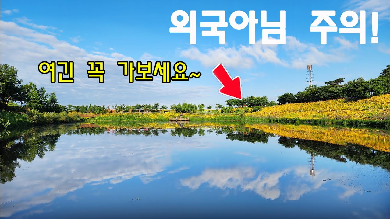 함안 악양생태공원~ 지금은 금계국과 수레국화, 꽃양귀비가 절정이다!! 최고의 포토존은 어디일까??